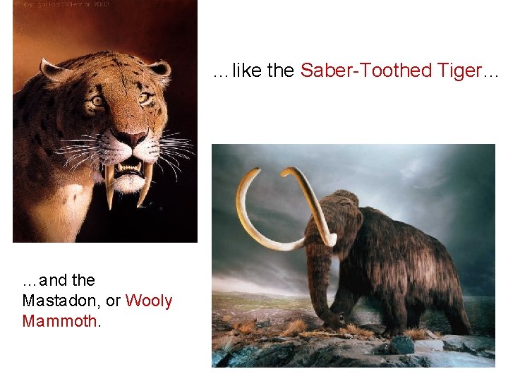 …like the Saber-Toothed Tiger… …and the Mastadon, or Wooly Mammoth. 