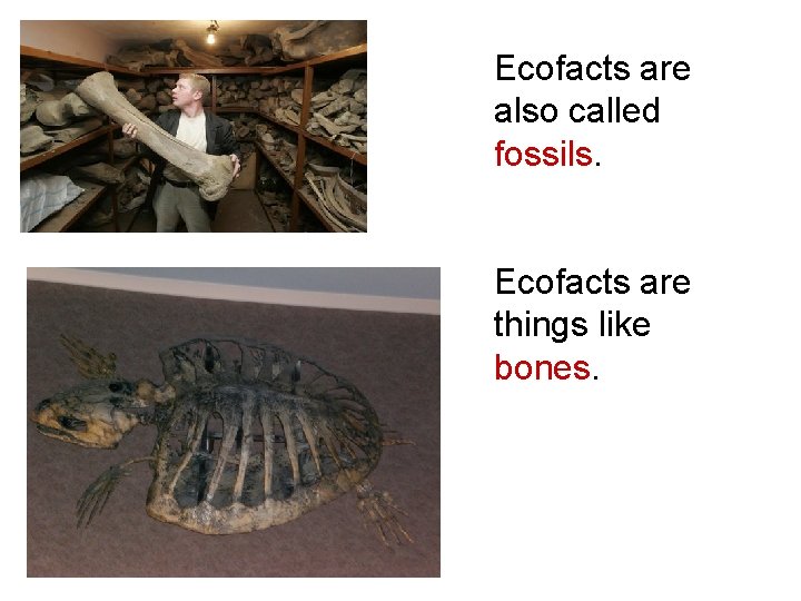 Ecofacts are also called fossils. Ecofacts are things like bones. 