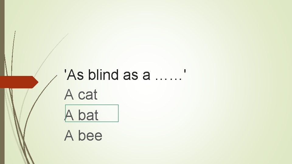'As blind as a ……' A cat A bee 