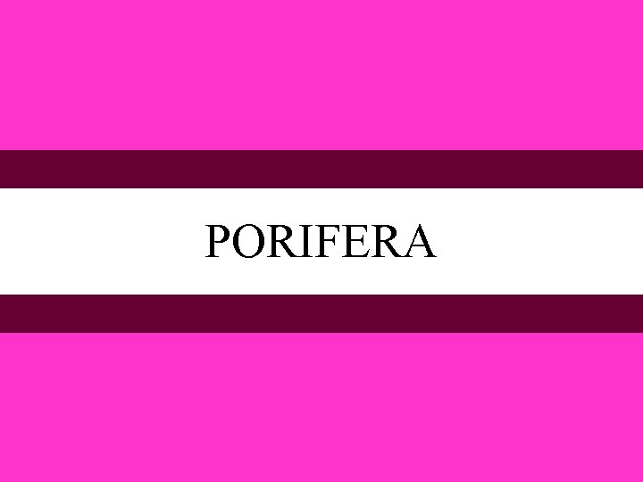 PORIFERA 