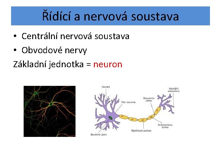 Řídící a nervová soustava • Centrální nervová soustava • Obvodové nervy Základní jednotka =