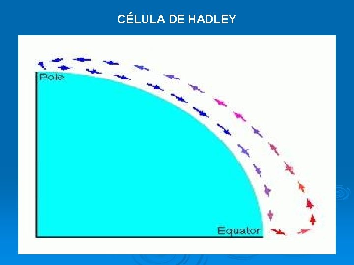CÉLULA DE HADLEY 