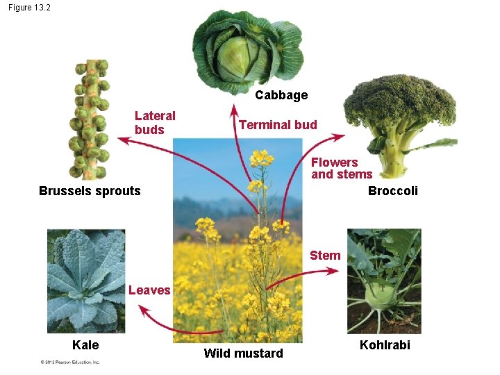 Figure 13. 2 Cabbage Lateral buds Terminal bud Flowers and stems Broccoli Brussels sprouts