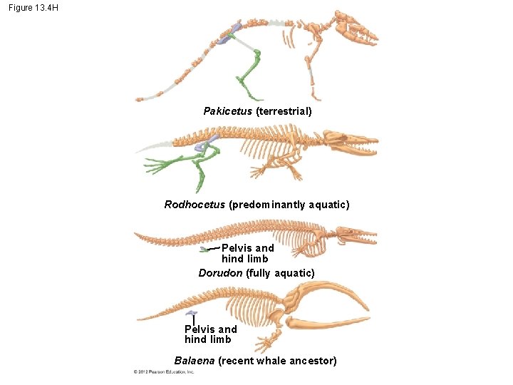 Figure 13. 4 H Pakicetus (terrestrial) Rodhocetus (predominantly aquatic) Pelvis and hind limb Dorudon