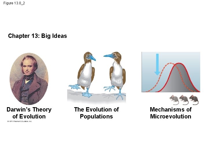 Figure 13. 0_2 Chapter 13: Big Ideas Darwin’s Theory of Evolution The Evolution of