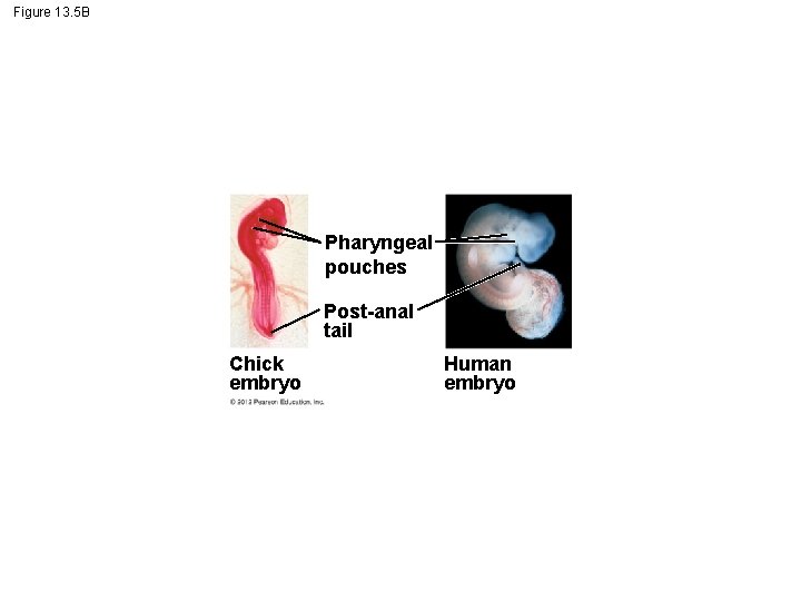 Figure 13. 5 B Pharyngeal pouches Post-anal tail Chick embryo Human embryo 