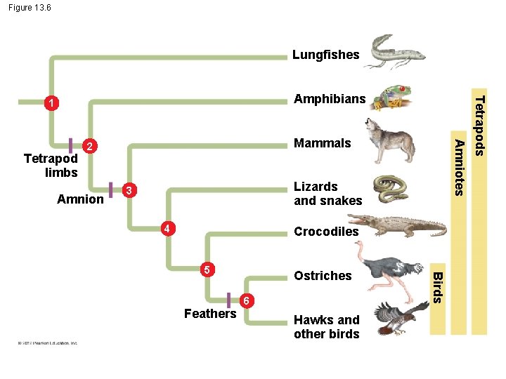 Figure 13. 6 Lungfishes Amnion Amniotes Tetrapod limbs Mammals 2 Lizards and snakes 3