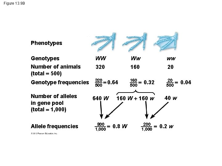 Figure 13. 9 B Phenotypes Genotypes WW Ww ww Number of animals (total 500)