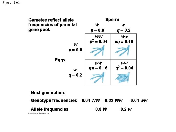 Figure 13. 9 C Sperm Gametes reflect allele frequencies of parental gene pool. W