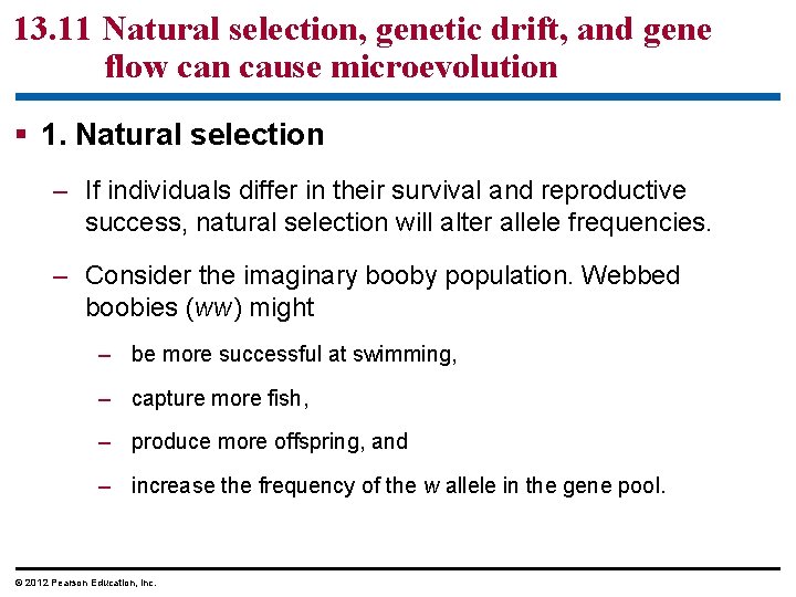 13. 11 Natural selection, genetic drift, and gene flow can cause microevolution 1. Natural