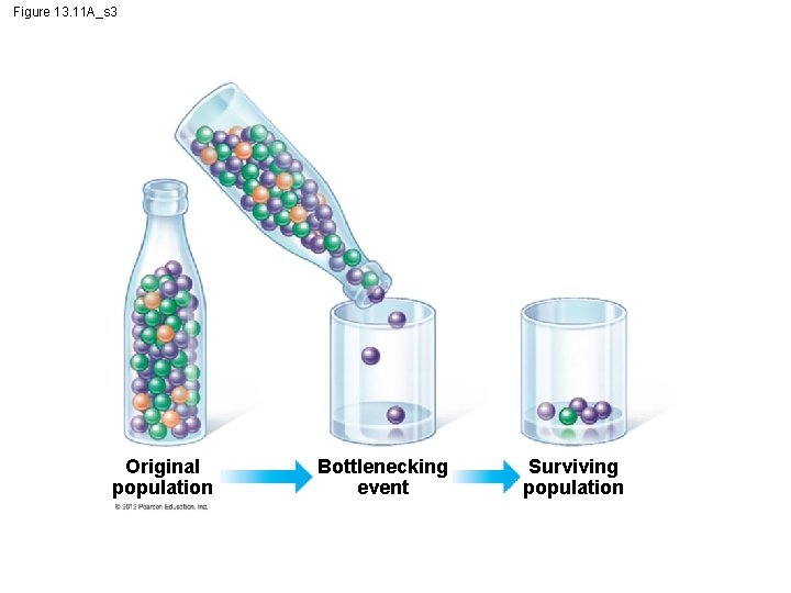 Figure 13. 11 A_s 3 Original population Bottlenecking event Surviving population 