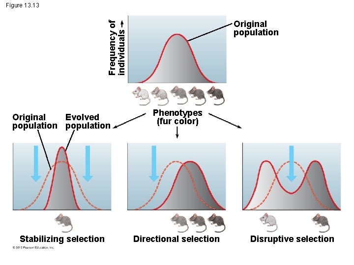 Figure 13. 13 Frequency of individuals Original population Evolved Original population Phenotypes (fur color)