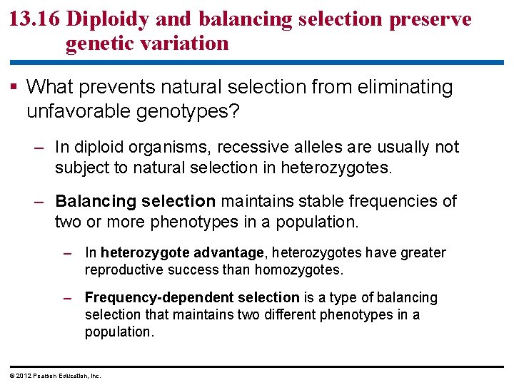 13. 16 Diploidy and balancing selection preserve genetic variation What prevents natural selection from