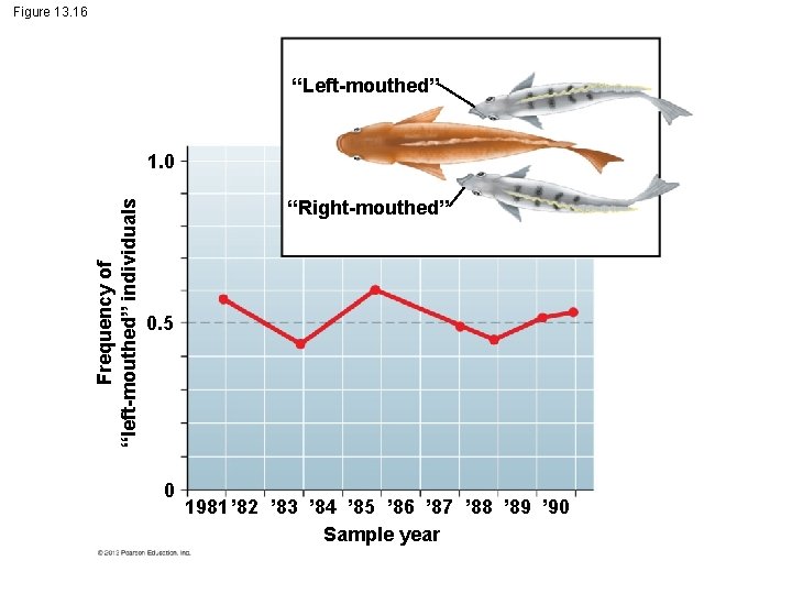 Figure 13. 16 “Left-mouthed” Frequency of “left-mouthed” individuals 1. 0 “Right-mouthed” 0. 5 0