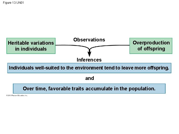 Figure 13. UN 01 Heritable variations in individuals Observations Overproduction of offspring Inferences Individuals