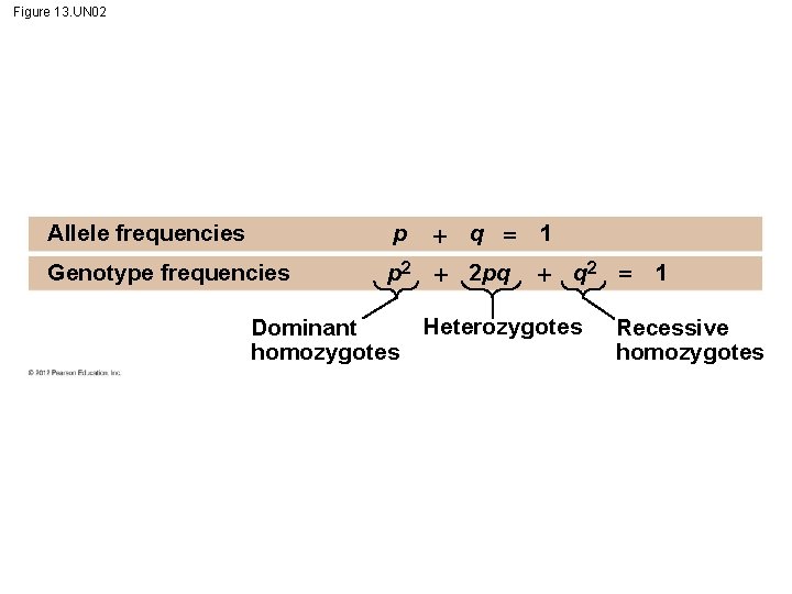 Figure 13. UN 02 q 1 Allele frequencies p Genotype frequencies p 2 2