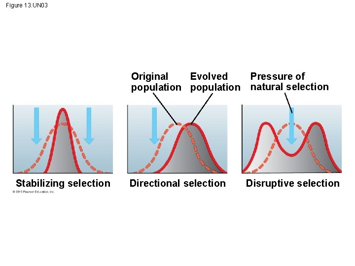 Figure 13. UN 03 Original Evolved population Stabilizing selection Directional selection Pressure of natural