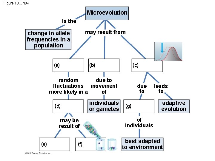 Figure 13. UN 04 Microevolution is the may result from change in allele frequencies