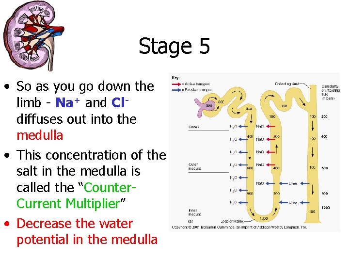 Stage 5 • So as you go down the limb - Na+ and Cldiffuses