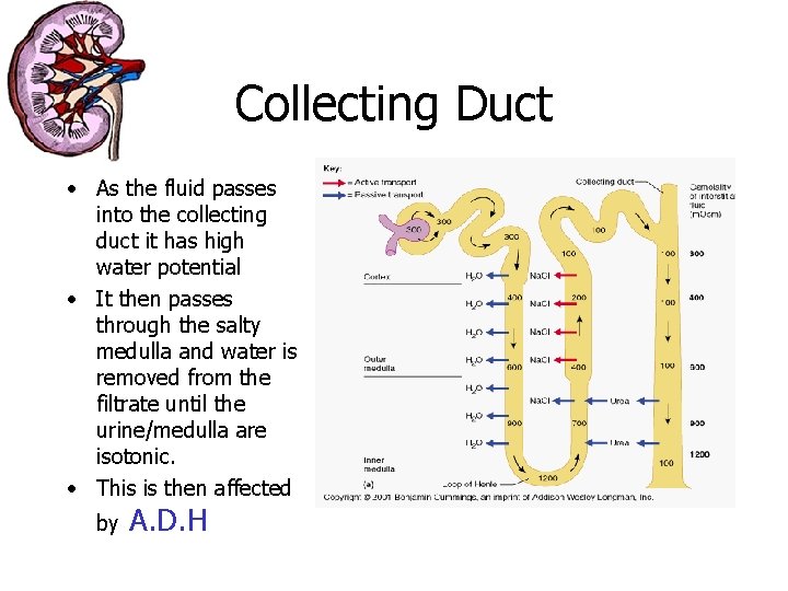 Collecting Duct • As the fluid passes into the collecting duct it has high