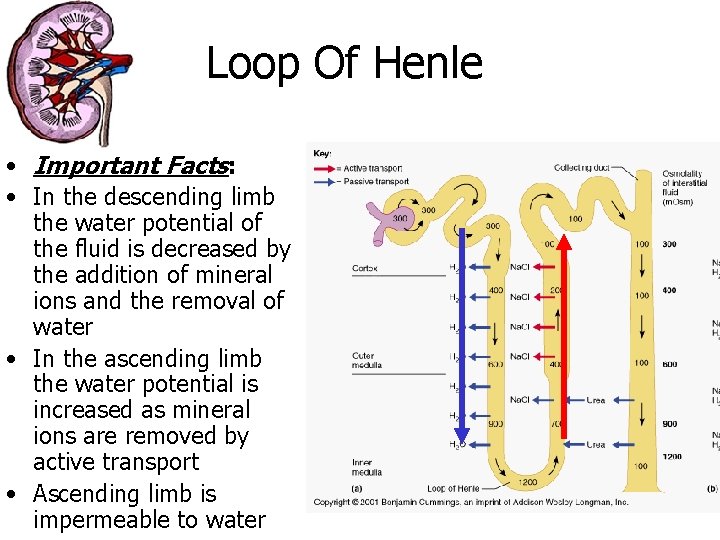 Loop Of Henle • Important Facts: • In the descending limb the water potential