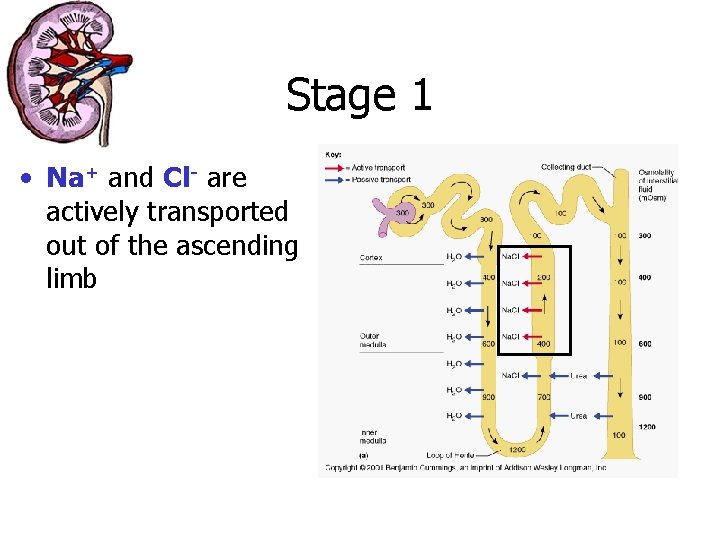 Stage 1 • Na+ and Cl- are actively transported out of the ascending limb
