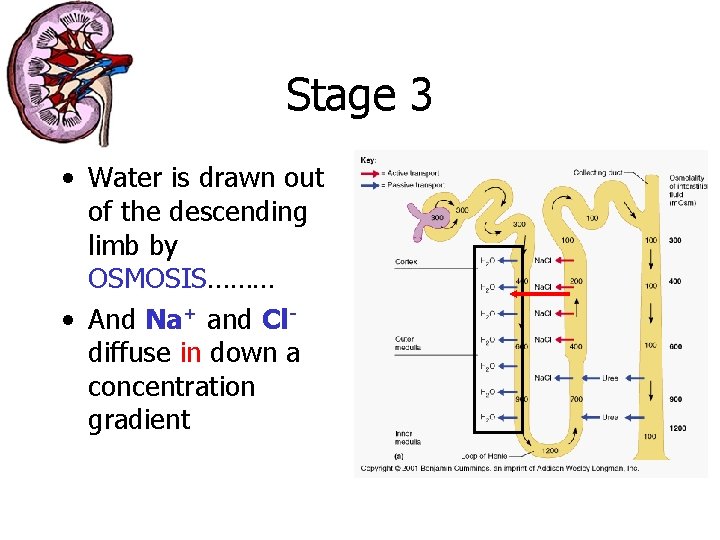 Stage 3 • Water is drawn out of the descending limb by OSMOSIS……… •