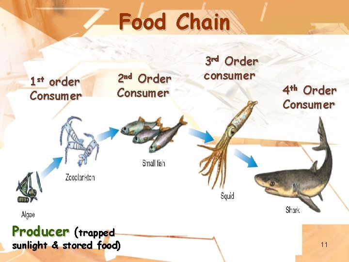 Food Chain 1 st order Consumer 2 nd Order Consumer 3 rd Order consumer