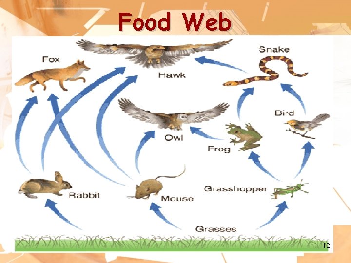 Food Web 12 