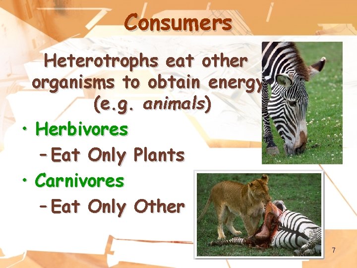 Consumers Heterotrophs eat other organisms to obtain energy. (e. g. animals) • Herbivores –