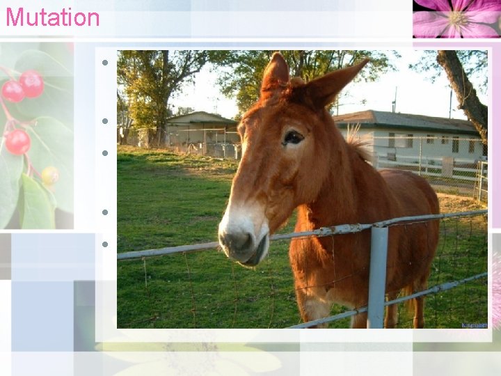 Mutation • A process in which DNA changes to form new alleles. • Mutations