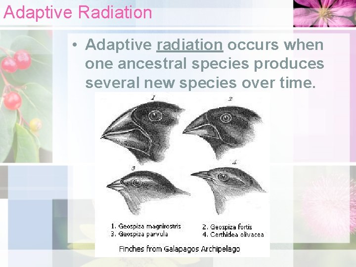 Adaptive Radiation • Adaptive radiation occurs when one ancestral species produces several new species