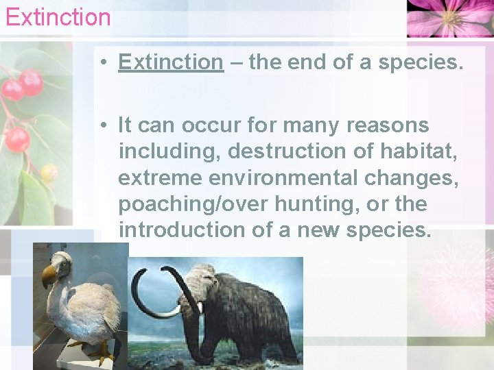 Extinction • Extinction – the end of a species. • It can occur for
