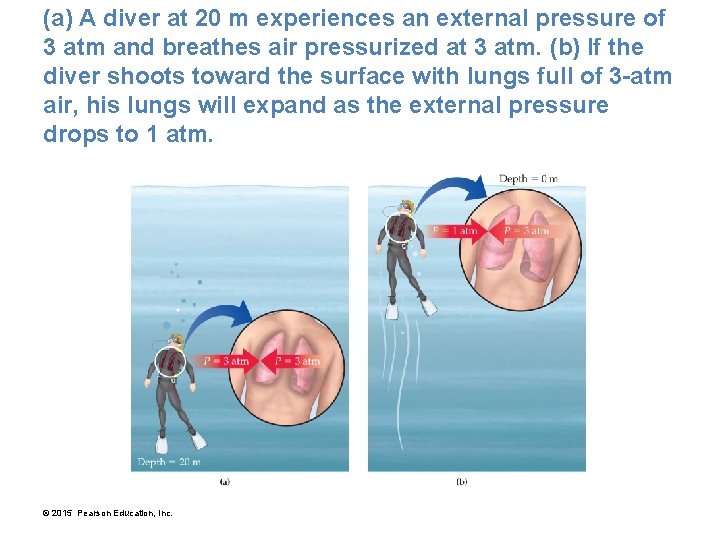 (a) A diver at 20 m experiences an external pressure of 3 atm and