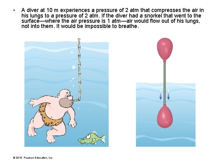  • A diver at 10 m experiences a pressure of 2 atm that