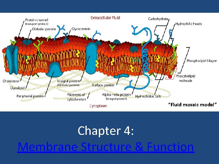 “Fluid mosaic model” Chapter 4: Membrane Structure & Function 
