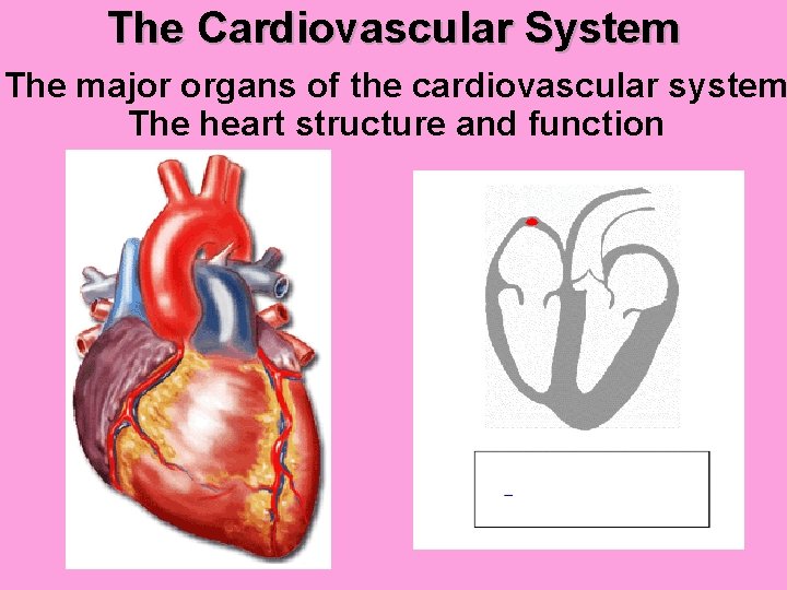 The Cardiovascular System The major organs of the cardiovascular system The heart structure and