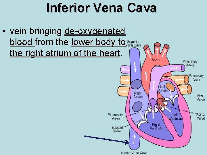 Inferior Vena Cava • vein bringing de-oxygenated blood from the lower body to the