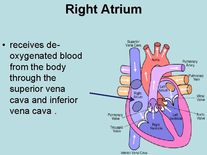 Right Atrium • receives deoxygenated blood from the body through the superior vena cava