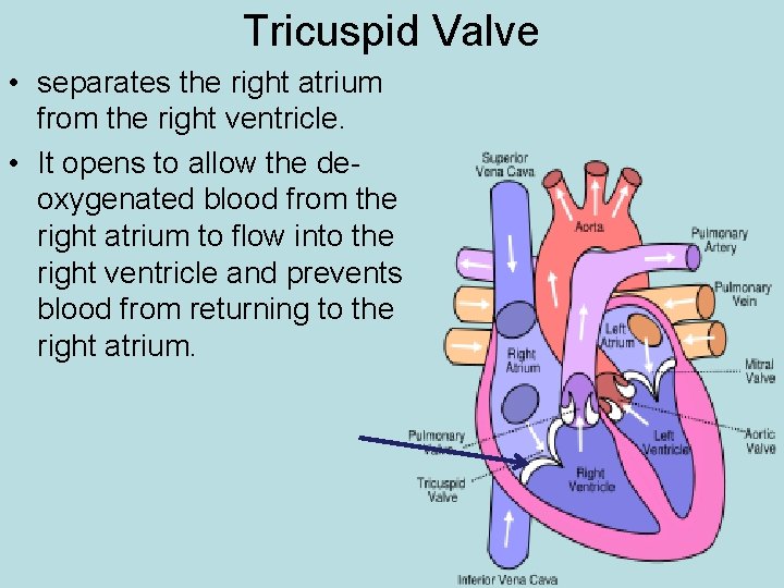 Tricuspid Valve • separates the right atrium from the right ventricle. • It opens