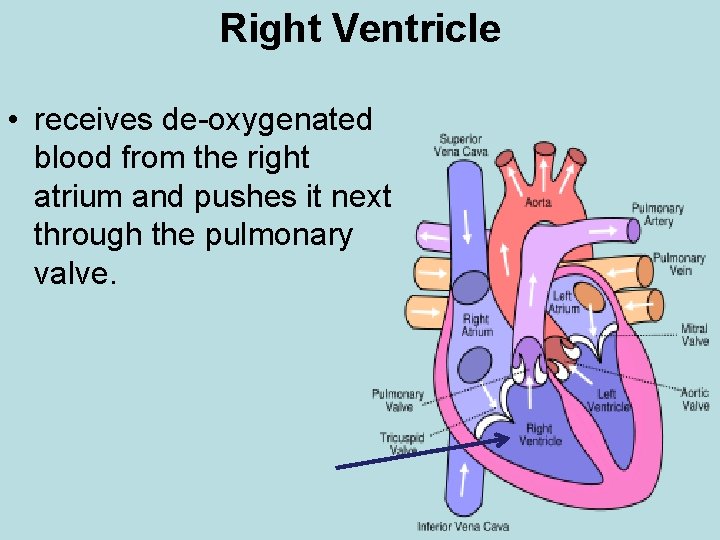 Right Ventricle • receives de-oxygenated blood from the right atrium and pushes it next