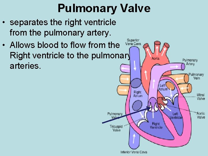 Pulmonary Valve • separates the right ventricle from the pulmonary artery. • Allows blood