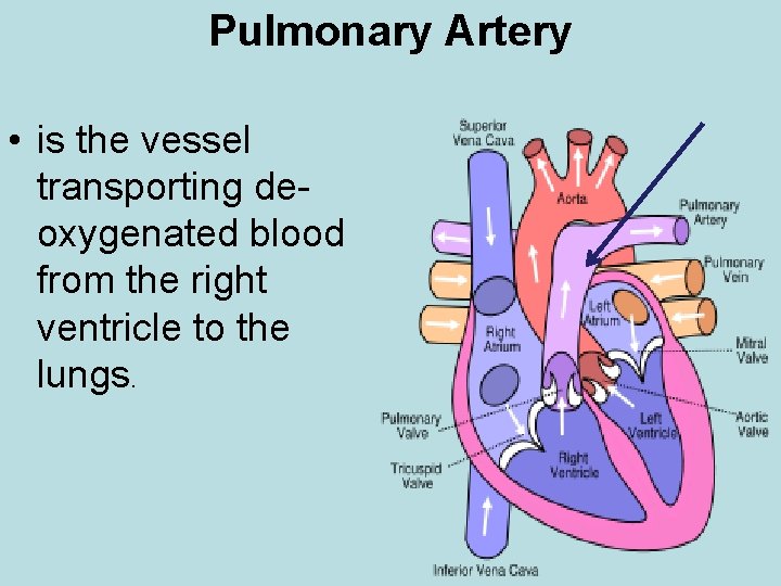 Pulmonary Artery • is the vessel transporting deoxygenated blood from the right ventricle to