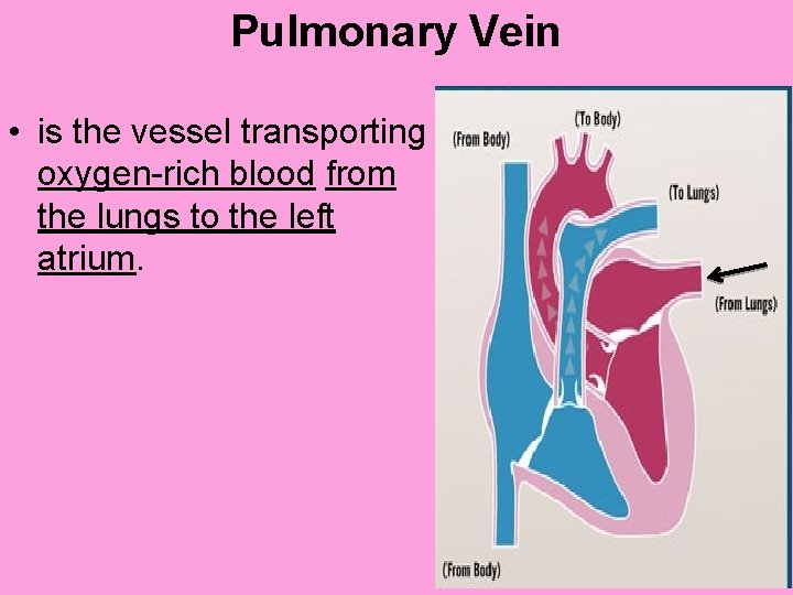 Pulmonary Vein • is the vessel transporting oxygen-rich blood from the lungs to the
