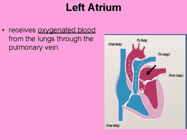 Left Atrium • receives oxygenated blood from the lungs through the pulmonary vein. 