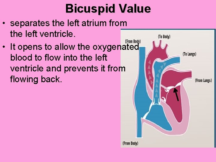 Bicuspid Value • separates the left atrium from the left ventricle. • It opens