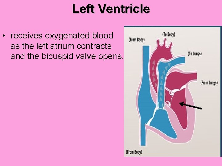 Left Ventricle • receives oxygenated blood as the left atrium contracts and the bicuspid