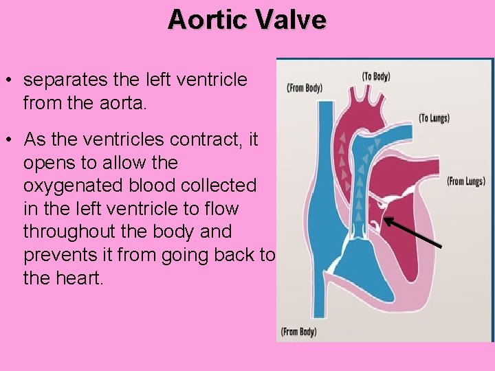 Aortic Valve • separates the left ventricle from the aorta. • As the ventricles
