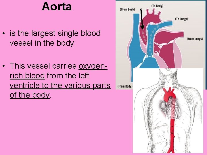 Aorta • is the largest single blood vessel in the body. • This vessel