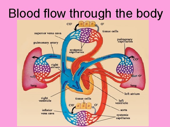 Blood flow through the body 